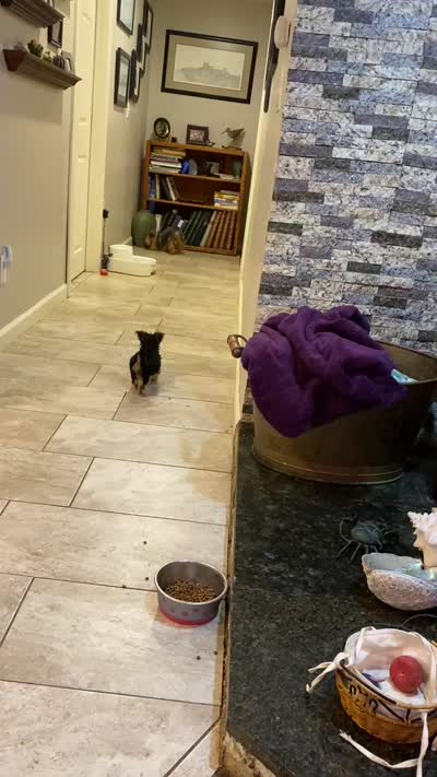 Ginger, a female Yorkshire Terrier for sale in Laurel Fork, VA – 10 of 10