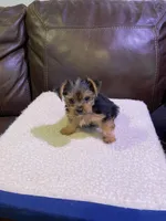 Dill, a male Yorkshire Terrier for sale in Laurel Fork, VA – 2 of 10