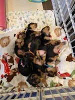 Dill, a male Yorkshire Terrier for sale in Laurel Fork, VA – 5 of 10