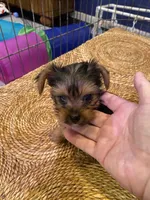 Dill, a male Yorkshire Terrier for sale in Laurel Fork, VA – 4 of 10