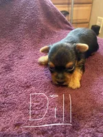 Dill, a male Yorkshire Terrier for sale in Laurel Fork, VA – 8 of 10