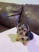 Dill, a male Yorkshire Terrier for sale in Laurel Fork, VA – 3 of 10