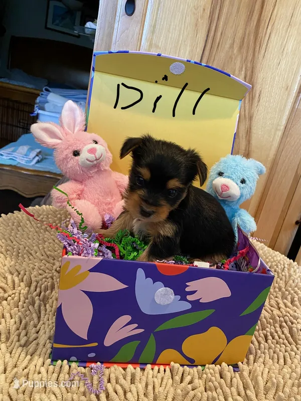 Dill – Yorkshire Terrier puppy for sale in Laurel Fork, VA