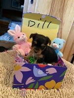 Dill, a male Yorkshire Terrier for sale in Laurel Fork, VA – 1 of 10