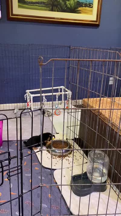 Violet , a female Yorkshire Terrier for sale in Laurel Fork, VA – 4 of 7
