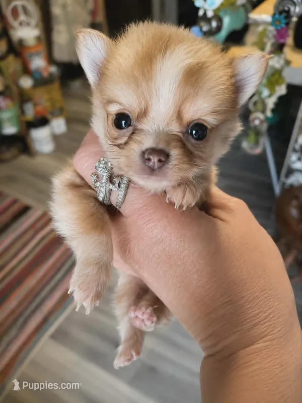 Spongebob – Pomchi puppy for sale in Quincy, IL