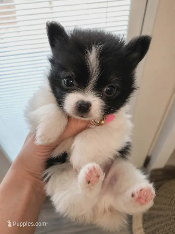 Gary – Pomchi puppy for sale in Quincy, IL