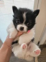Gary, a male Pomchi for sale in Quincy, IL – 1 of 4