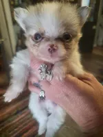 Mr. Crabs, a male Pomchi for sale in Quincy, IL – 4 of 5