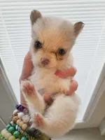 Mr. Crabs, a male Pomchi for sale in Quincy, IL – 2 of 5