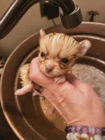 Spongebob, a male Pomchi for sale in Quincy, IL – 4 of 5