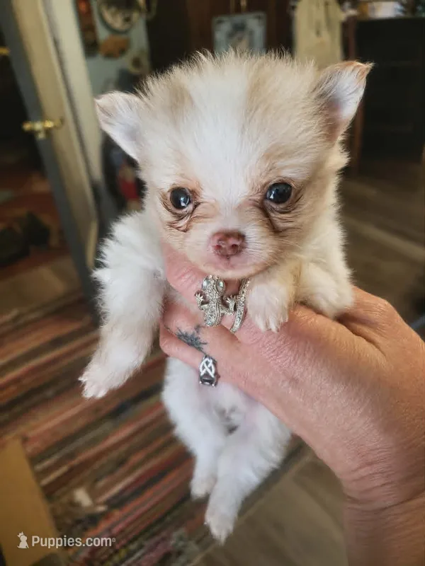 Mr. Crabs – Pomchi puppy for sale in Quincy, IL