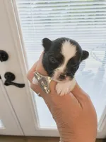 Gary, a male Pomchi for sale in Quincy, IL – 3 of 4