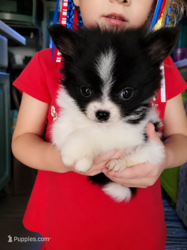 Gary – Pomchi puppy for sale in Quincy, IL