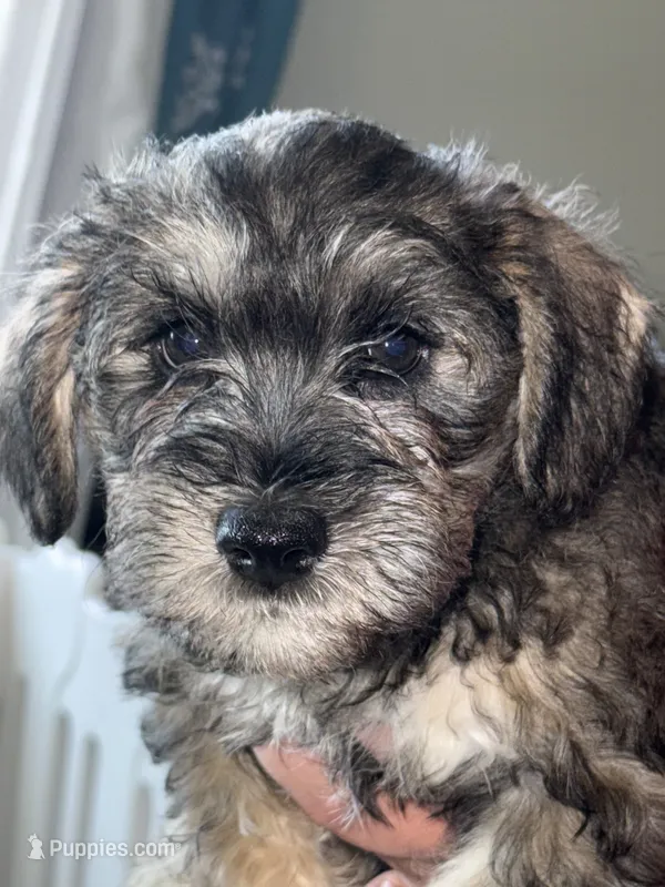 Nick – Miniature Schnauzer puppy for sale in Gastonia, NC