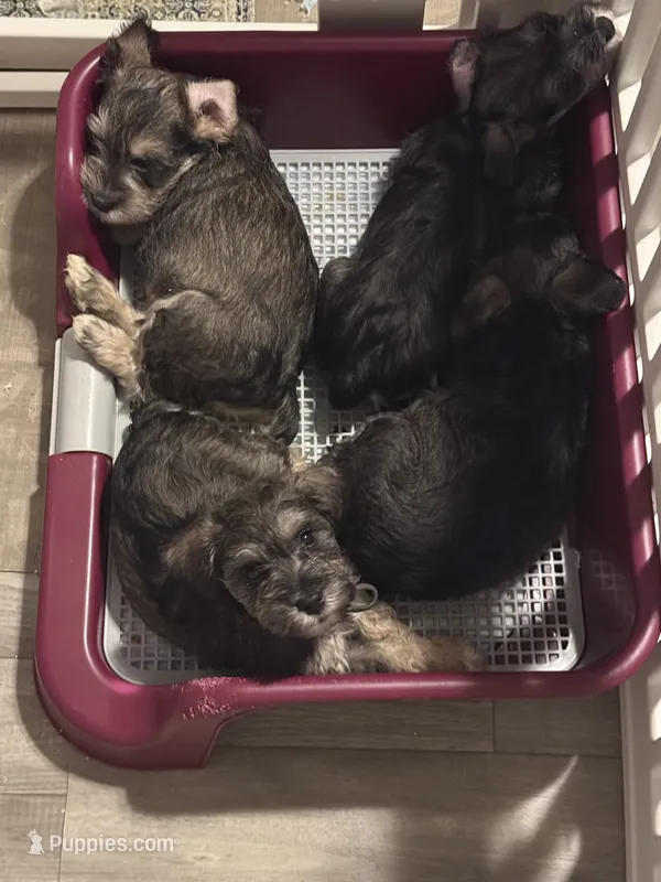 Hillary – Miniature Schnauzer puppy for sale in Gastonia, NC