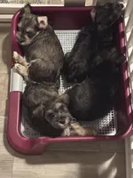 Hillary, a female Miniature Schnauzer for sale in Gastonia, NC – 1 of 1