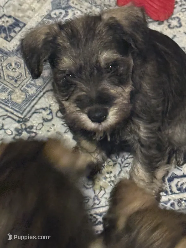 Nick – Miniature Schnauzer puppy for sale in Gastonia, NC