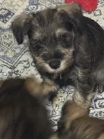 Nick, a male Miniature Schnauzer for sale in Gastonia, NC – 1 of 1