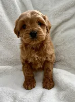 Cooper, a  Miniature Goldendoodle for sale in Croswell, MI – Photo 1 of 2
