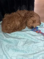 Cooper, a  Miniature Goldendoodle for sale in Croswell, MI – Photo 2 of 2