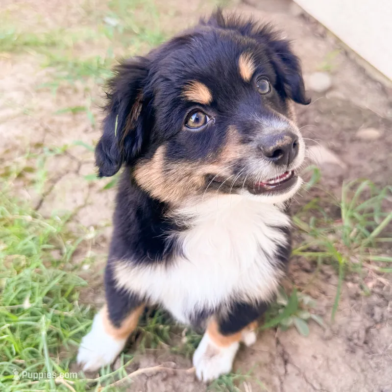 Mickey (aka "The Mouse!") – Miniature Australian Shepherd puppy for sale in Skiatook, OK