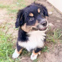 Mickey (aka "The Mouse!"), a male Miniature Australian Shepherd for sale in Skiatook, OK – 1 of 3