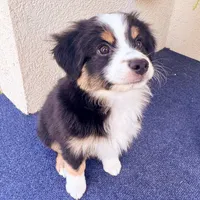 Jax, a male Miniature Australian Shepherd for sale in Skiatook, OK – 3 of 3