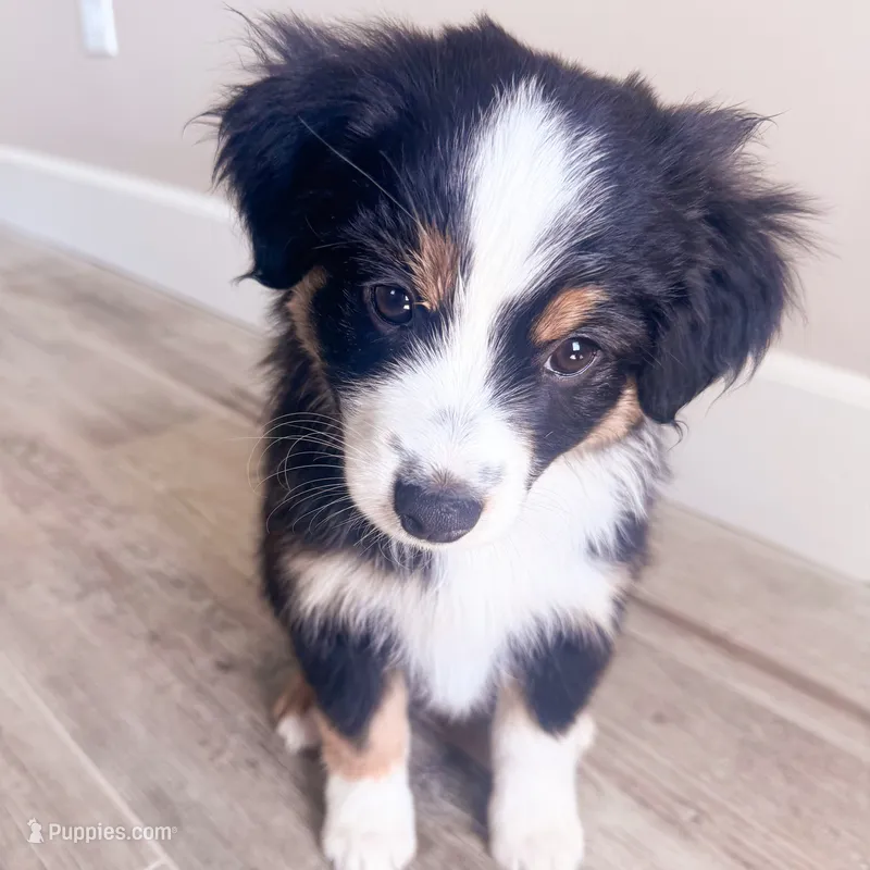 Jax – Miniature Australian Shepherd puppy for sale in Skiatook, OK
