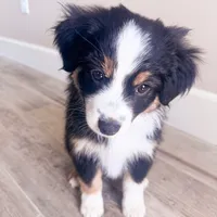 Jax, a male Miniature Australian Shepherd for sale in Skiatook, OK – 1 of 3