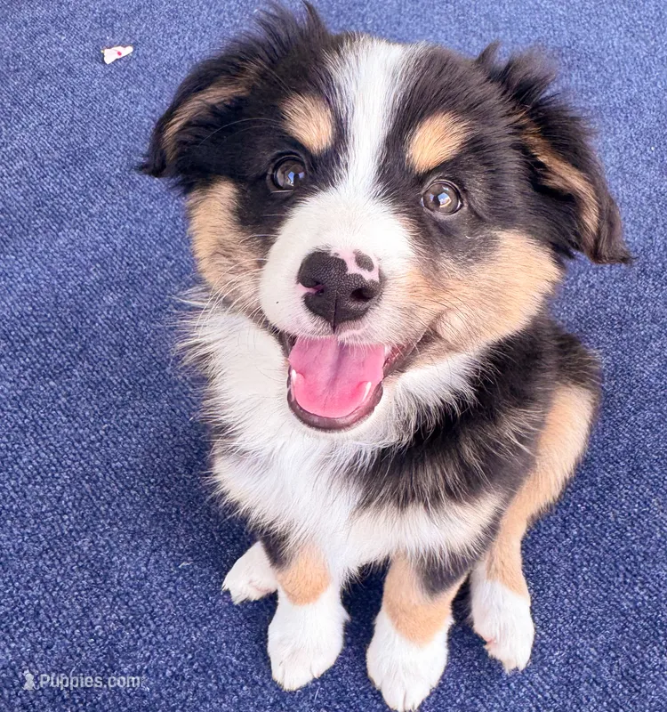 Jett – Miniature Australian Shepherd puppy for sale in Skiatook, OK