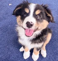 Jett, a male Miniature Australian Shepherd for sale in Skiatook, OK – 1 of 3