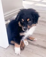 Mickey (aka "The Mouse!"), a male Miniature Australian Shepherd for sale in Skiatook, OK – 2 of 3