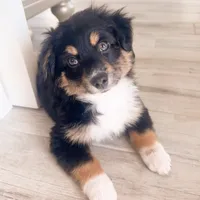 Mickey (aka "The Mouse!"), a male Miniature Australian Shepherd for sale in Skiatook, OK – 3 of 3