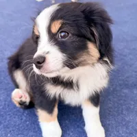 Jax, a male Miniature Australian Shepherd for sale in Skiatook, OK – 2 of 3