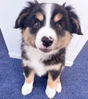Jett, a male Miniature Australian Shepherd for sale in Skiatook, OK – 2 of 3