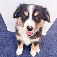 Jett, a male Miniature Australian Shepherd for sale in Skiatook, OK – 3 of 3