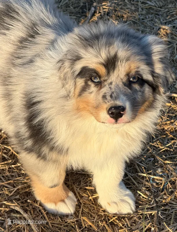 Puppy#3 – Australian Shepherd puppy for sale in Bennett, CO