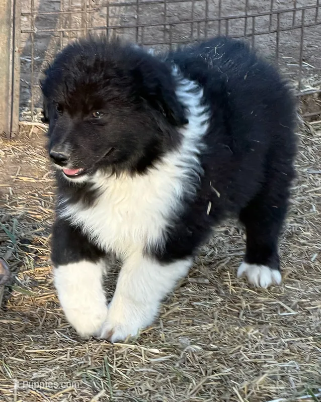 Puppy#4 – Australian Shepherd puppy for sale in Bennett, CO