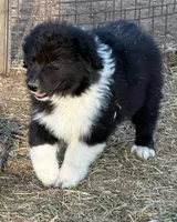 Puppy#4, a male Australian Shepherd for sale in Bennett, CO – 1 of 10