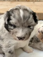 Puppy #3, a female Australian Shepherd for sale in Bennett, CO – 8 of 10