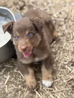 Puppy#5, a male Australian Shepherd for sale in Bennett, CO – 9 of 10