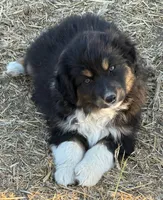 Puppy#6, a female Australian Shepherd for sale in Bennett, CO – 3 of 10