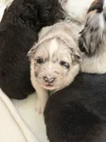 Puppy #4, a female Australian Shepherd for sale in Bennett, CO – 6 of 10