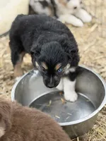 Puppy#6, a female Australian Shepherd for sale in Bennett, CO – 4 of 10