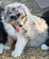 Puppy#3, a male Australian Shepherd for sale in Bennett, CO – 8 of 10