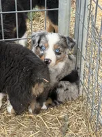 Puppy#1 , a female Australian Shepherd for sale in Bennett, CO – 8 of 10