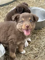 Puppy#5, a male Australian Shepherd for sale in Bennett, CO – 4 of 10