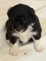 Puppy #6, a male Australian Shepherd for sale in Bennett, CO – 1 of 9