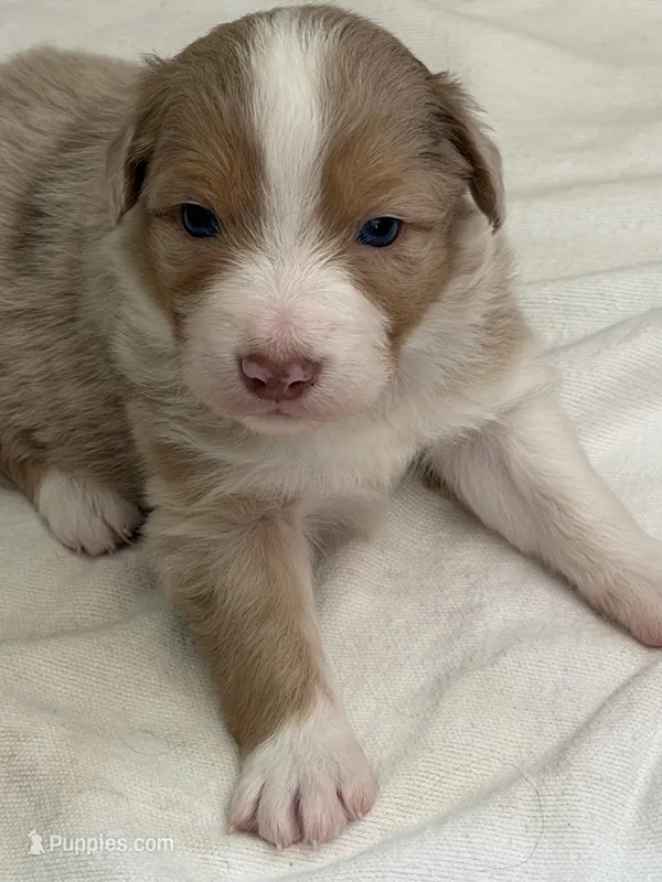 Puppy#5 – Australian Shepherd puppy for sale in Bennett, CO